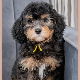 Bali - Black female Cockapoo puppy in Connersville, Indiana from Deaz Doodle Ranch