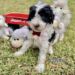 Cosmo - Black and white male Sheepadoodle puppy in Cambridge, Ohio from Sweet Creek Pups