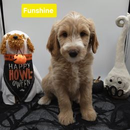 Yellow - Cream female Goldendoodle puppy in Summerville, South Carolina from Channys Doodles
