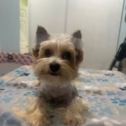 Rome's - Yorkshire Terrier