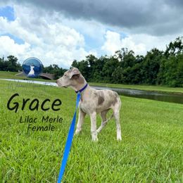 Grace - Merle female Great Dane puppy in Prairieville, Louisiana from Southern Barron Danes & Dachshunds