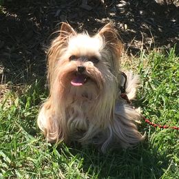 Yorkshire Terriers from Toybox Yorkies