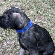 Girl 4 - Pepper and salt Standard Schnauzer puppy in Summerfeld, Florida from Amazing Standard Schnauzers