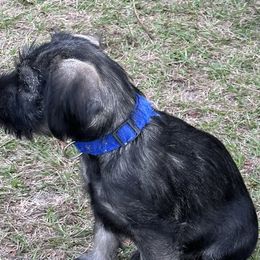 Girl 4 - Pepper and salt Standard Schnauzer puppy in Summerfeld, Florida from Amazing Standard Schnauzers