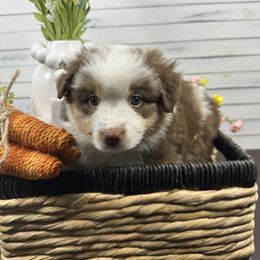 Miniature American Shepherd Puppies from Premiere Minis