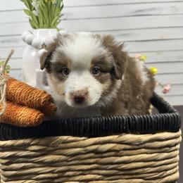 Miniature American Shepherd Puppies from Premiere Minis