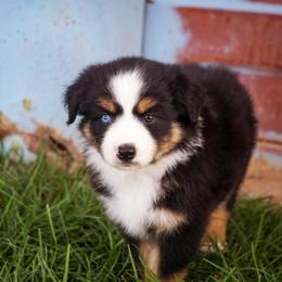 Urie - Black tri male Miniature Australian Shepherd puppy in Enoch, Utah from Twisted H Aussies