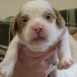 Snow - White male Cavapoo puppy in Mocksville, North Carolina from Hunting Creek Farm & Kennel