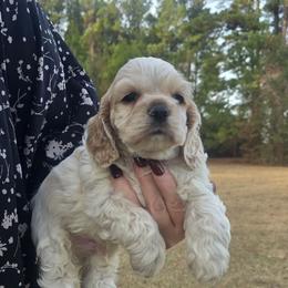 Groot - Red roan male Cocker Spaniel puppy in Florence, South Carolina from Reddick's American Cocker Spaniels