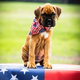 Cleo - Fawn female Boxer puppy in Perry, Michigan from Boxer Boulevard