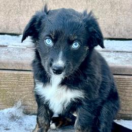 Tecova - Black tri-color female Aussiedoodle puppy in Clara City, Minnesota from Good Shepherd Aussiedoodles
