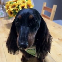 Maximus - Dachshund