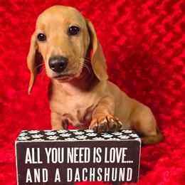AKC Cooper -Parents DNA- 2,700 - Cream male Dachshund puppy in Kansas City, Missouri from Divine Doxies LLC