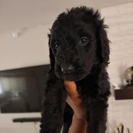 Purple collar - Black female Goldendoodle puppy in Las Vegas, Nevada from Doodles by Design