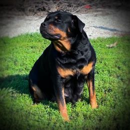 Athena - Rottweiler