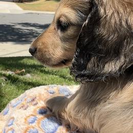 Pebble - Cream male Dachshund puppy in Moreno Valley, California from DeLorenzo Dachshunds