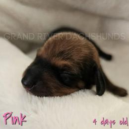 Pink Girl - Red female Dachshund puppy in South Dakota from Grand River Dachshunds