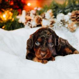 Pick collar - Merle female Cockapoo puppy in Missoula, Montana from Big Sky Cockapoos