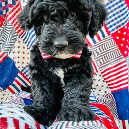 Goldendoodle Puppies from Magnolia Mini Goldendoodles