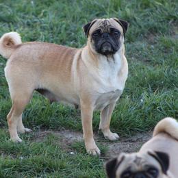 Rose - Pug
