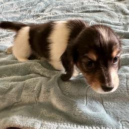 Frankie. -(Willow-Girl 2) - Black and cream female Dachshund puppy in Wolf Lake, Indiana from Canisteo Dachshunds
