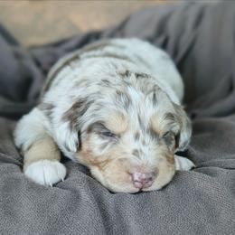 Boy 4 Black - Red merle male Australian Shepherd puppy in Yakima, Washington from Naches Heights Ranch