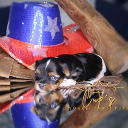 John - Parti male Yorkshire Terrier puppy in Austin, Arkansas from Cup's Yorkie Parti Pups