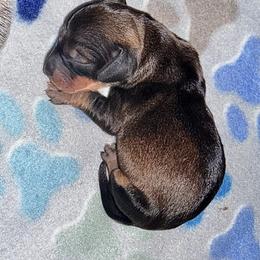Dachshund Puppies from Drift & Dash Dachshunds
