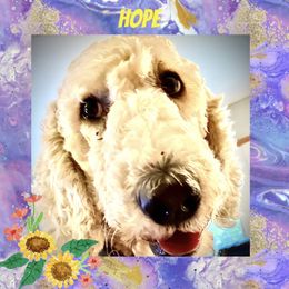 Hope - Goldendoodle