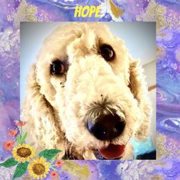Hope - Goldendoodle