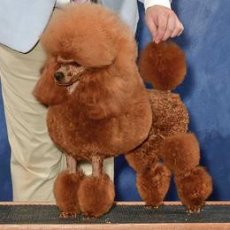 Chewie - Poodle