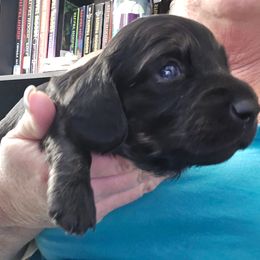 Black and cream heavily brindled points - Black male Dachshund puppy in Port Charlotte, Florida from Vicki's Dachshund Crossing