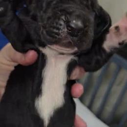 Basset Hound Puppies from Buck Wild 4 Bassets