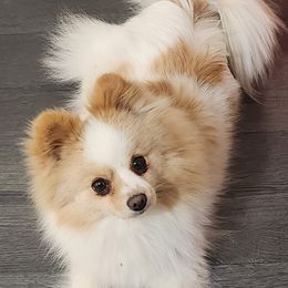 Miko - Pomeranian