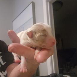 DANCER - Merle male Chihuahua puppy in Fort Myers, Florida from Legends Frenchton's, French Bulldogs ,Boston Terriers, Reindeer chihuahuas & French Bullhuahua's