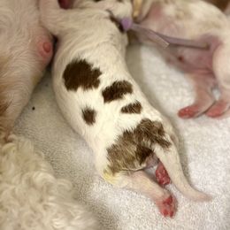 Cavapoo Puppies from PJs Puppy Love
