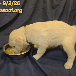 Gold Girl - Light golden female Golden Retriever puppy in Peoria, Arizona from Nordic Woof's Golden Retrievers