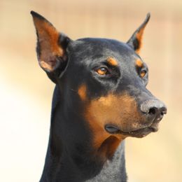 Doberman Pinschers from Dana's Dobies