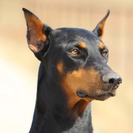 Doberman Pinschers from Dana's Dobies