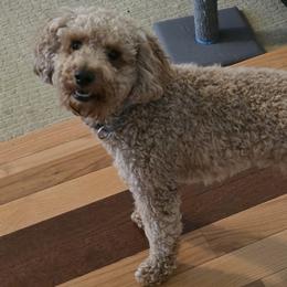 Biscuit - Poodle