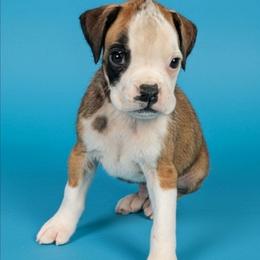 Zero - Fawn male Boxer puppy in Mountain Home, Idaho from LJK Boxers & Toy Aussies