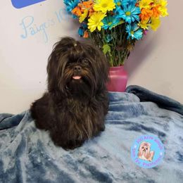 Prince - Shih Tzu