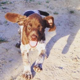 Bernedoodles, Cockapoos, and German Shorthaired Pointers from Filipiak Breeders