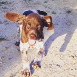 Bernedoodles, Cockapoos, and German Shorthaired Pointers from Filipiak Breeders