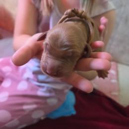 Chewy - Dark golden female Golden Retriever puppy in Driggs, Idaho from SK Golden Retrievers