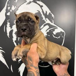 Fawn Male 1 - Fawn male Cane Corso puppy in Cashion, Oklahoma from APEXOK Cane Corsos LLC