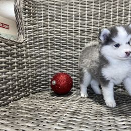 Pomsky Puppies from Granite State Pomskies
