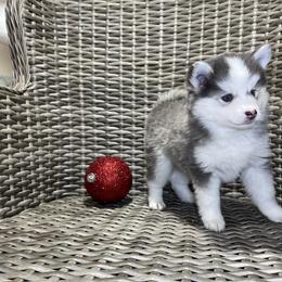 Pomsky Puppies from Granite State Pomskies