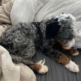 Bella - Blue merle female Bernedoodle puppy in Los Angeles, California from Bernied00dle Love