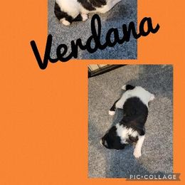 Poodle Puppies from Princetin Poodles